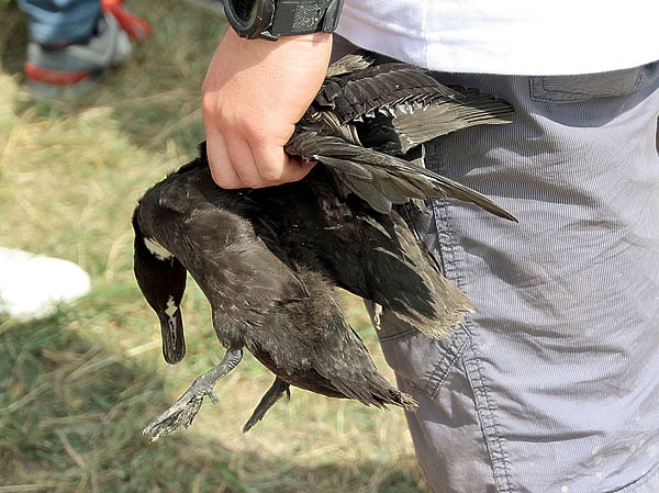 Соло на берегу Ла-Манша