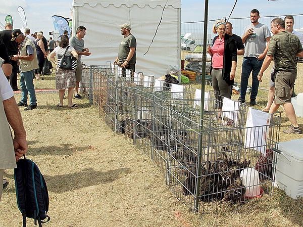 Соло на берегу Ла-Манша