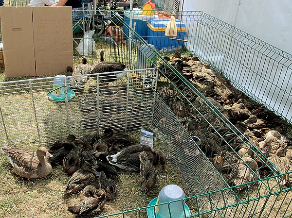 Соло на берегу Ла-Манша