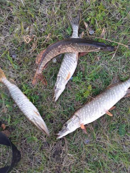 Таких лаптей я ещё не ловил!