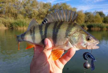 Уловистый рачок Sprut Shiku Уловистый рачок Sprut Shiku