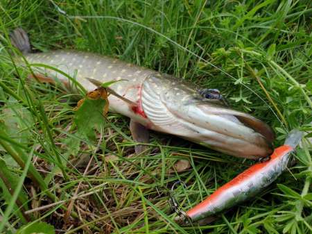 Внезапная рыбалка. За щукой.