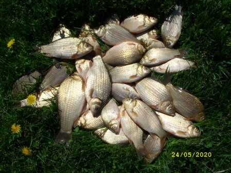 Выезд за карасём на пруд