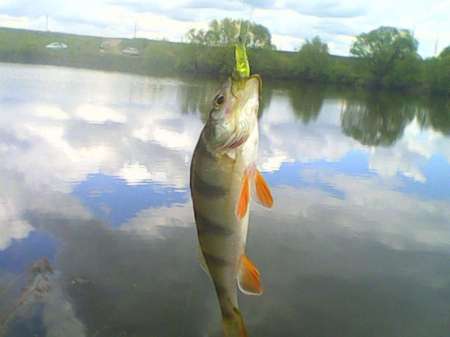 За окунем на уху