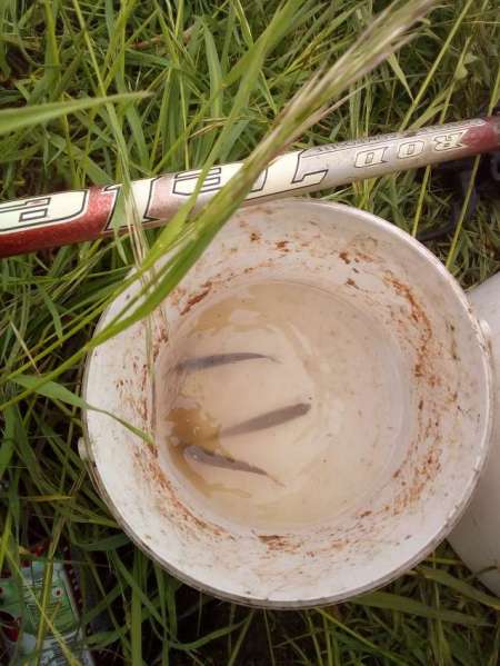 За окунем на уху