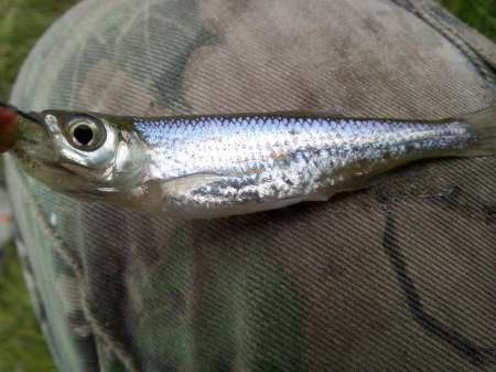 За окунем на уху