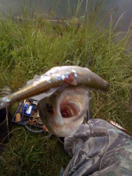 За окунем на уху