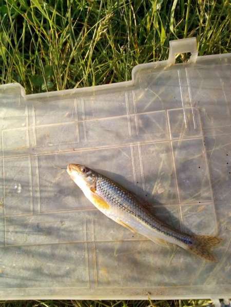 За окунем на уху