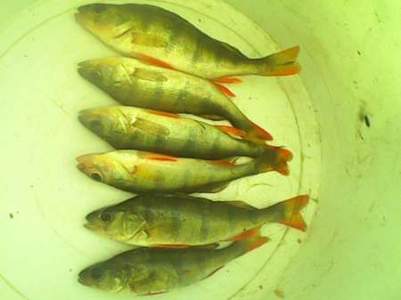 За окунем на уху