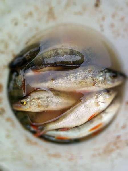 За окунем на уху