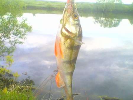 За окунем на уху