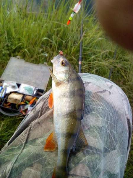 За окунем на уху