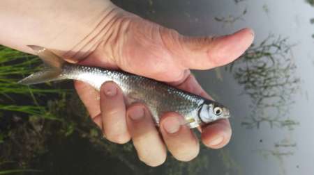 За уклейкой!