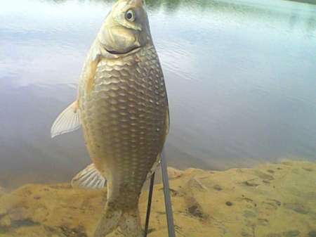 Ждём карася