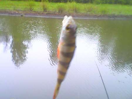 Ждём карася