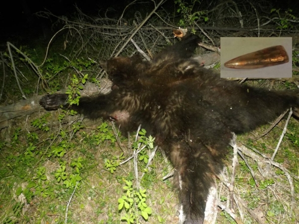 Моя охота на медведя весной 2020г.