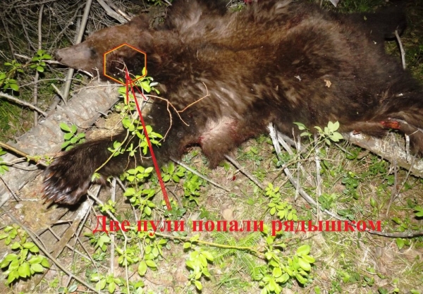 Моя охота на медведя весной 2020г.