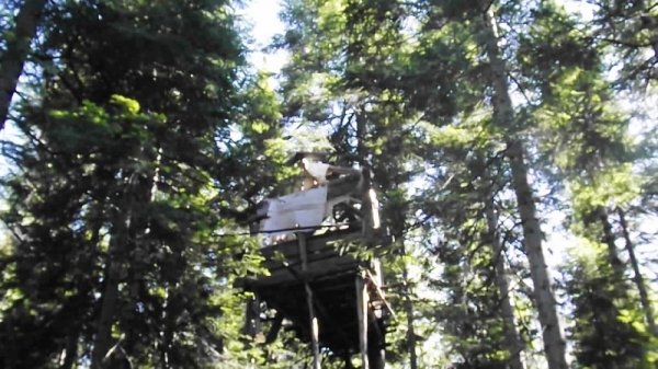 Моя охота на медведя весной 2020г.