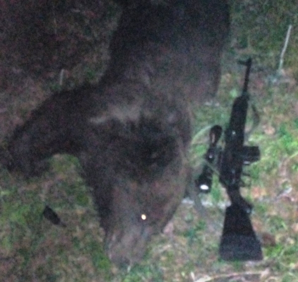 Моя охота на медведя весной 2020г.