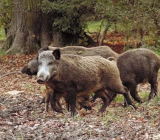 В каких регионах открылась охота на кабана В каких регионах открылась охота на кабана