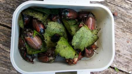 Голавль клюёт на майского жука Голавль клюёт на майского жука