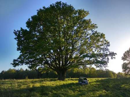 Голавль клюёт на майского жука Голавль клюёт на майского жука