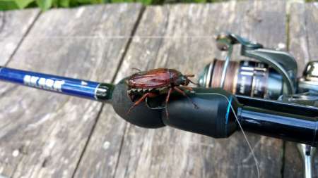 Голавль клюёт на майского жука Голавль клюёт на майского жука