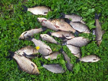 Хитрый карась. Эксперимент удался.