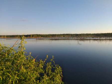 Хитрый карась. Эксперимент удался.