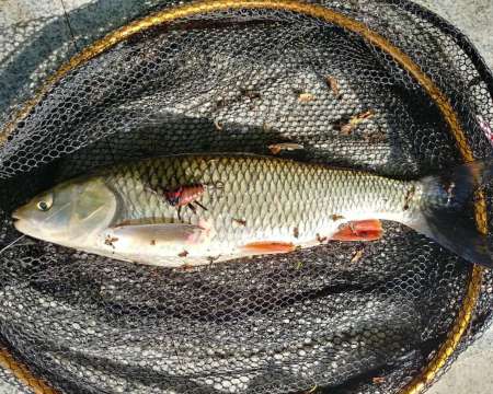 Как я узнаю новости с речки