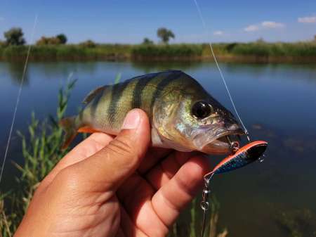 Летний микроджиг