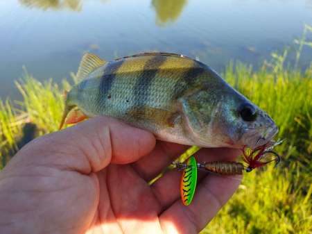 Летний микроджиг