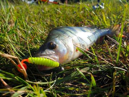 Летний микроджиг