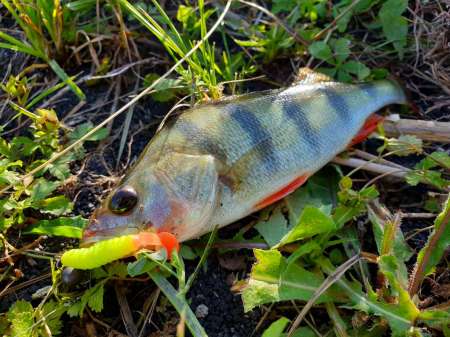 Летний микроджиг