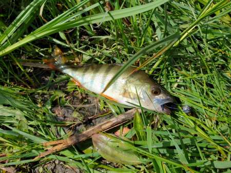 Микроджиг и ещё раз микроджиг