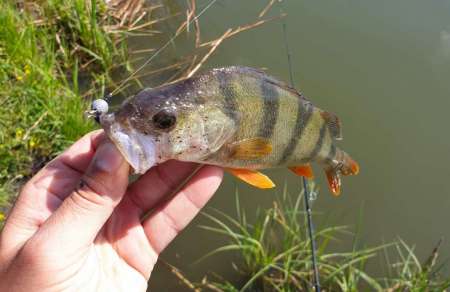 Микроджиг и ещё раз микроджиг