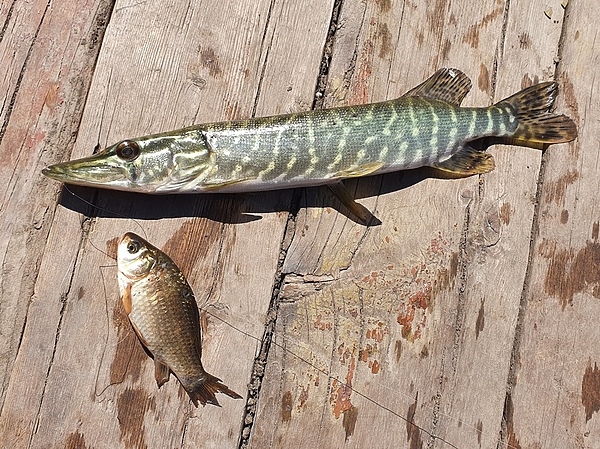 Нераскрытые секреты ловли на живца