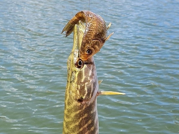 Нераскрытые секреты ловли на живца