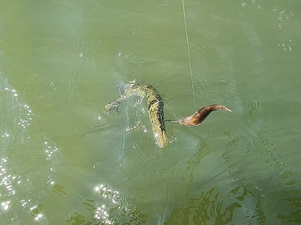 Нераскрытые секреты ловли на живца