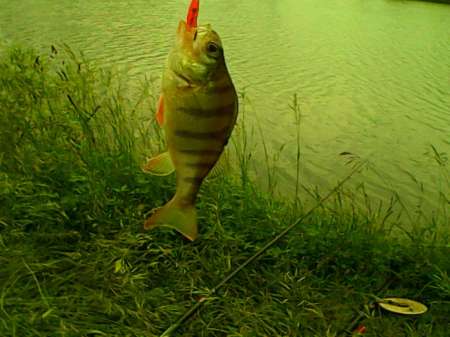 Обкатка нового спиннинга