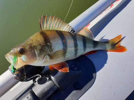 Открытие сезона лодочного джига