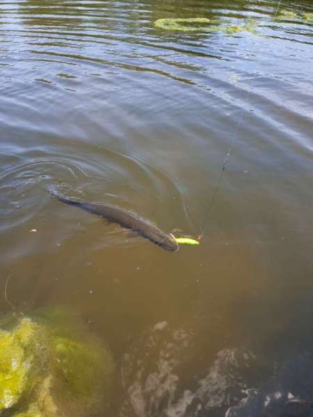 Открытие сезона лодочного джига