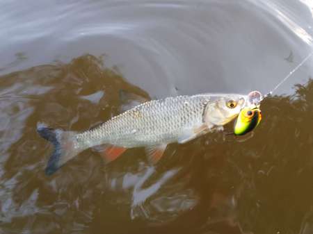 Первые окские голавли сезона 2020 Первые окские голавли сезона 2020