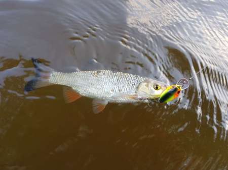 Первые окские голавли сезона 2020 Первые окские голавли сезона 2020