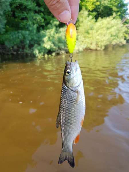 Первые окские голавли сезона 2020 Первые окские голавли сезона 2020