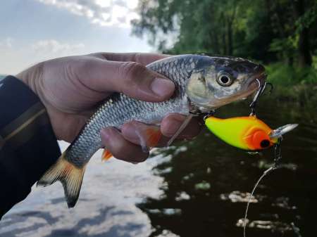 Первые окские голавли сезона 2020 Первые окские голавли сезона 2020