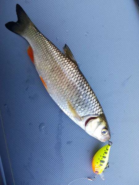 Первые окские голавли сезона 2020 Первые окские голавли сезона 2020