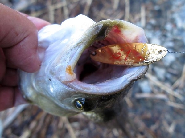 Подарки морского жереха