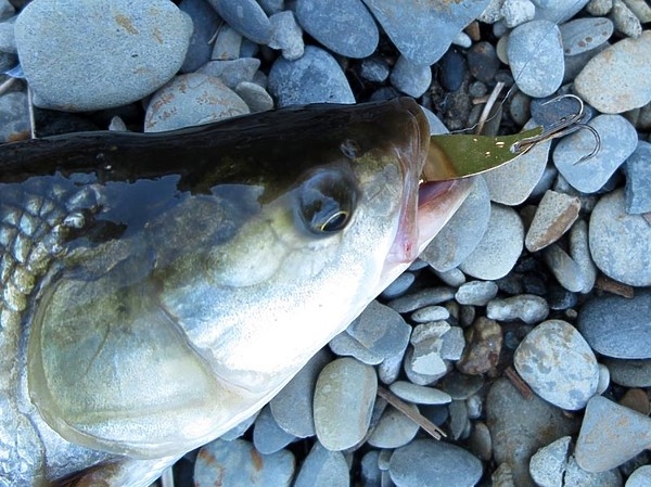 Подарки морского жереха