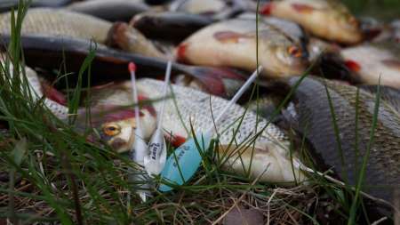 Поиск крупной краснопёрки на сбирулино Поиск крупной краснопёрки на сбирулино